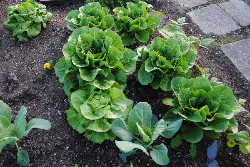 Indoor Lettuce Growing: A Complete Guide for Year-Round Freshness
