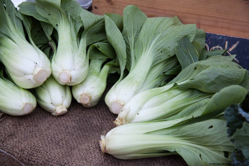 Boost Your Garden: 4 Essential Asian Vegetables to Grow