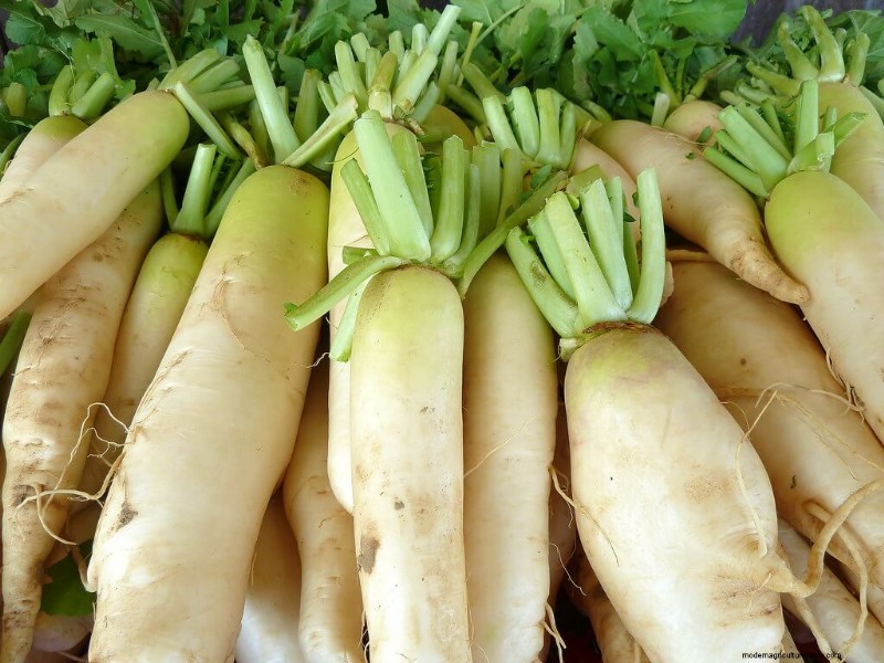 Boost Your Garden: 4 Essential Asian Vegetables to Grow