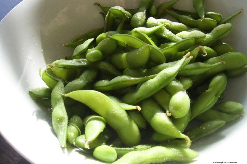 Boost Your Garden: 4 Essential Asian Vegetables to Grow
