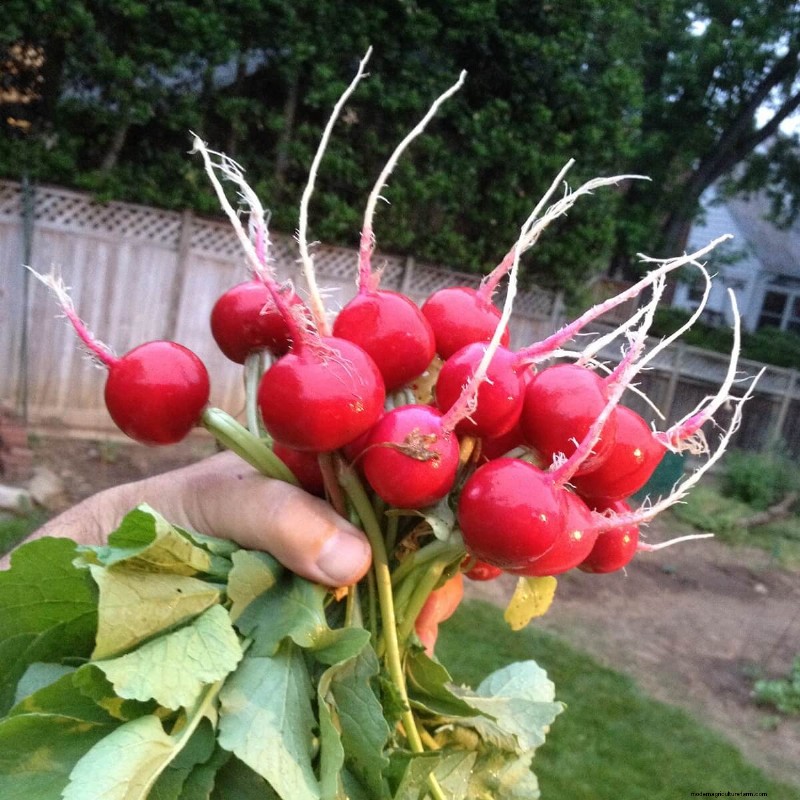 Radish Storage Guide: Keep Your Radishes Fresh & Crisp