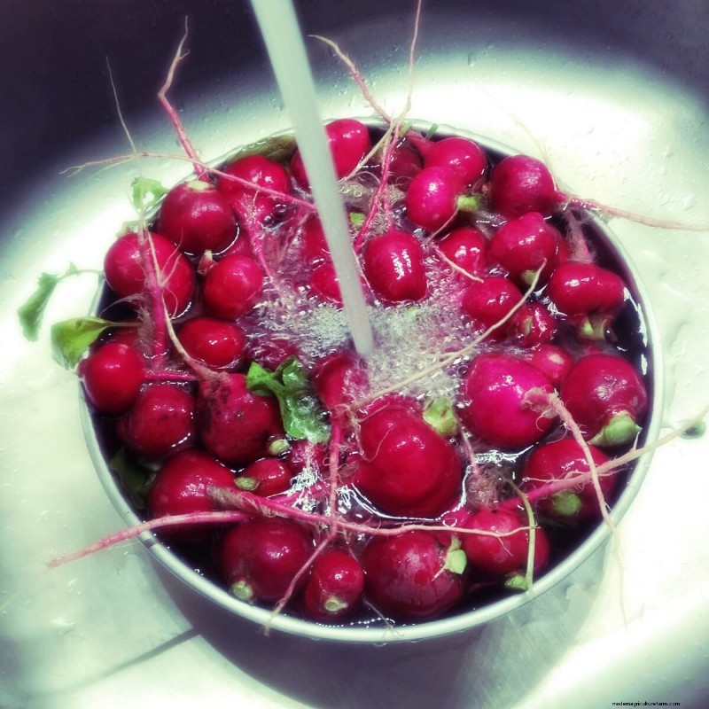 Radish Storage Guide: Keep Your Radishes Fresh & Crisp