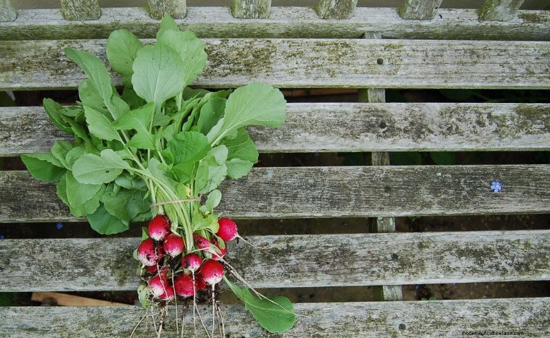 Radish Storage Guide: Keep Your Radishes Fresh & Crisp