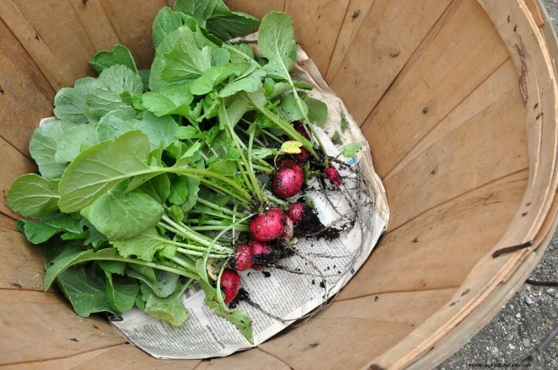Radish Storage Guide: Keep Your Radishes Fresh & Crisp