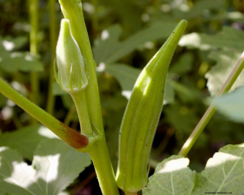 Growing Okra: A Comprehensive Guide to Planting, Care & Harvesting