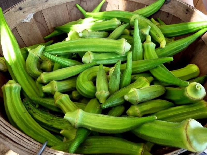 Growing Okra: A Comprehensive Guide to Planting, Care & Harvesting
