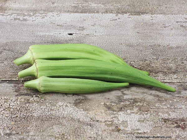 Growing Okra: A Comprehensive Guide to Planting, Care & Harvesting