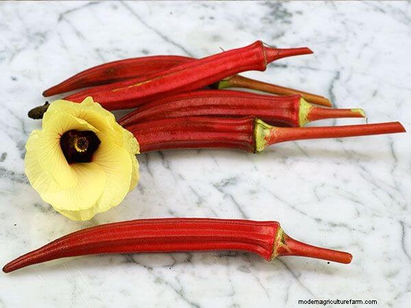 Growing Okra: A Comprehensive Guide to Planting, Care & Harvesting
