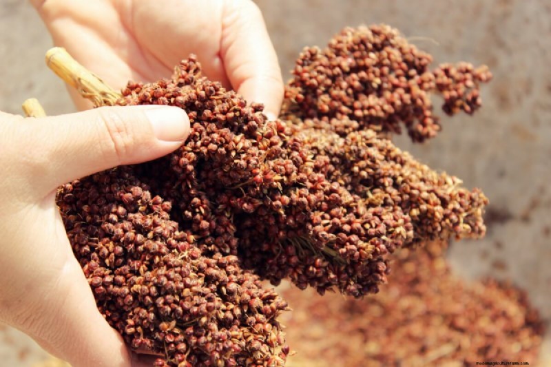 Seed Saving Guide: How to Choose, Collect & Store Garden Seeds