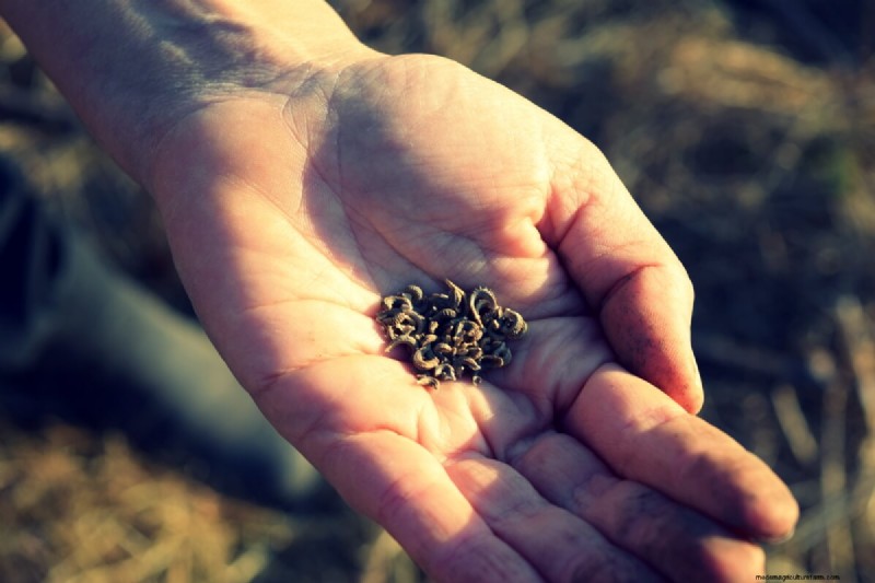 Seed Saving Guide: How to Choose, Collect & Store Garden Seeds