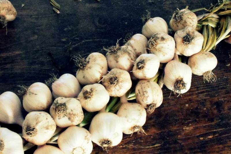 Seed Saving Guide: How to Choose, Collect & Store Garden Seeds