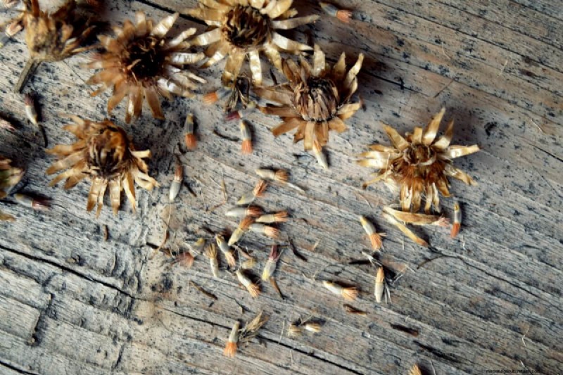 Seed Saving Guide: How to Choose, Collect & Store Garden Seeds