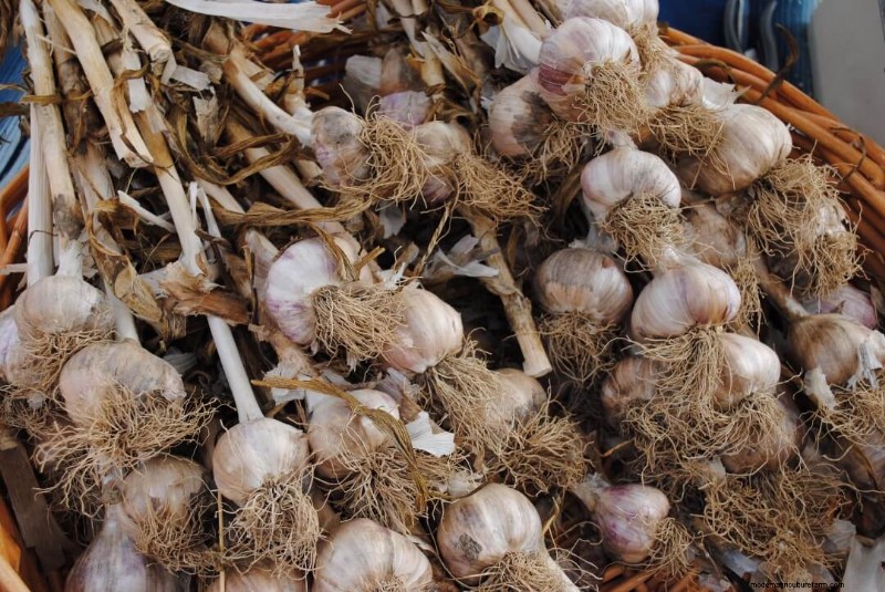 Garlic Storage Guide: Best Methods for Freshness & Preservation