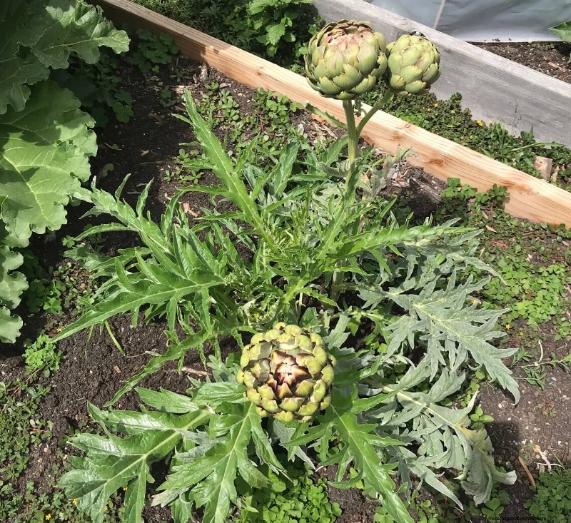 Growing Artichokes: Expert Tips for a Bountiful Harvest