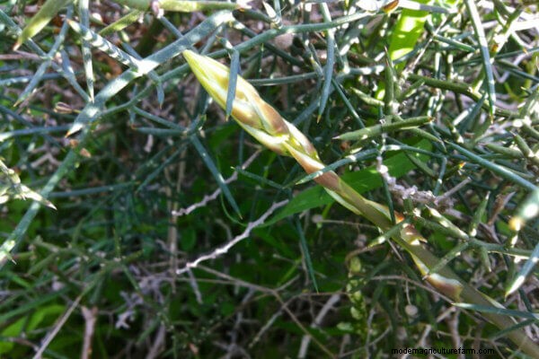 Wild Asparagus: Foraging, Harvesting & Transplanting Guide