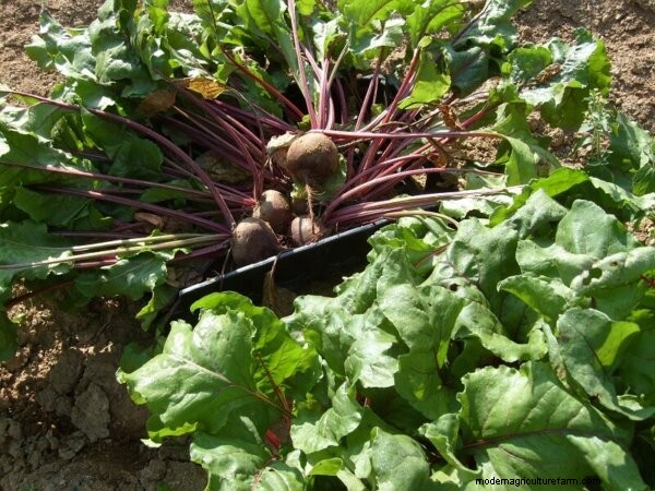 Beets: Growing, Canning & Cooking - A Complete Guide
