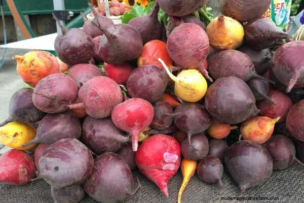 Beets: Growing, Canning & Cooking - A Complete Guide