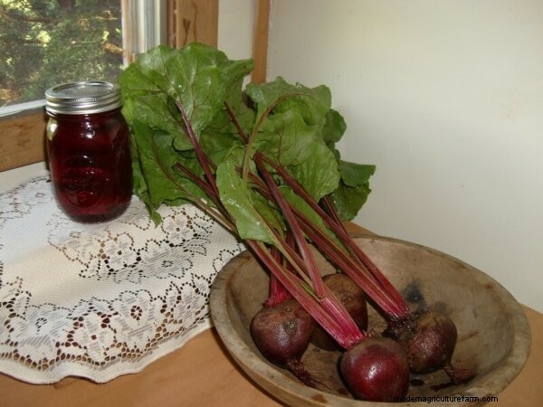Beets: Growing, Canning & Cooking - A Complete Guide
