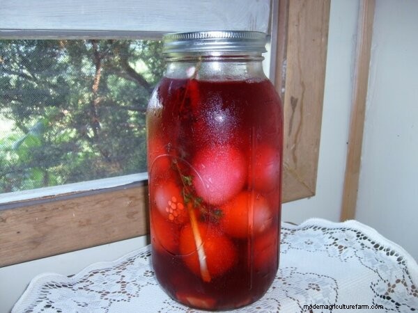 Beets: Growing, Canning & Cooking - A Complete Guide