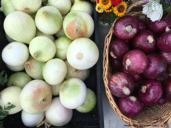 Unexpected Onion Facts: History, Health & Uses