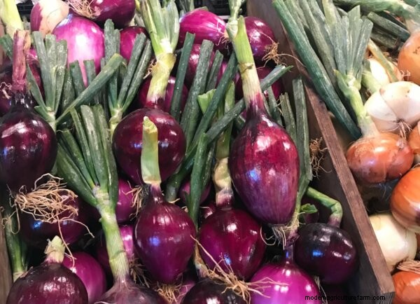 Unexpected Onion Facts: History, Health & Uses