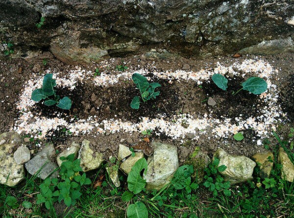 Natural Pest Control for Vegetable Gardens: A Comprehensive Guide