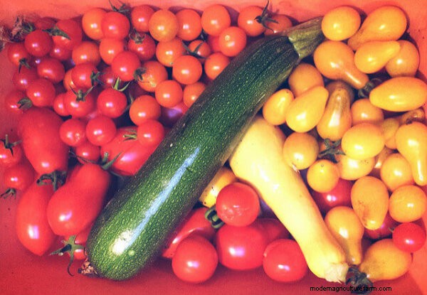Natural Pest Control for Vegetable Gardens: A Comprehensive Guide