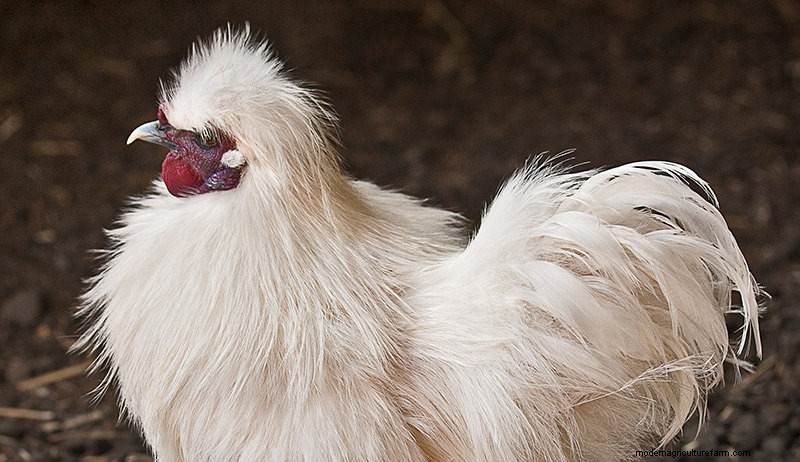 Top Broody Chicken Breeds for Natural Egg Hatching
