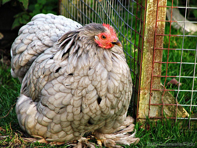 Top Broody Chicken Breeds for Natural Egg Hatching