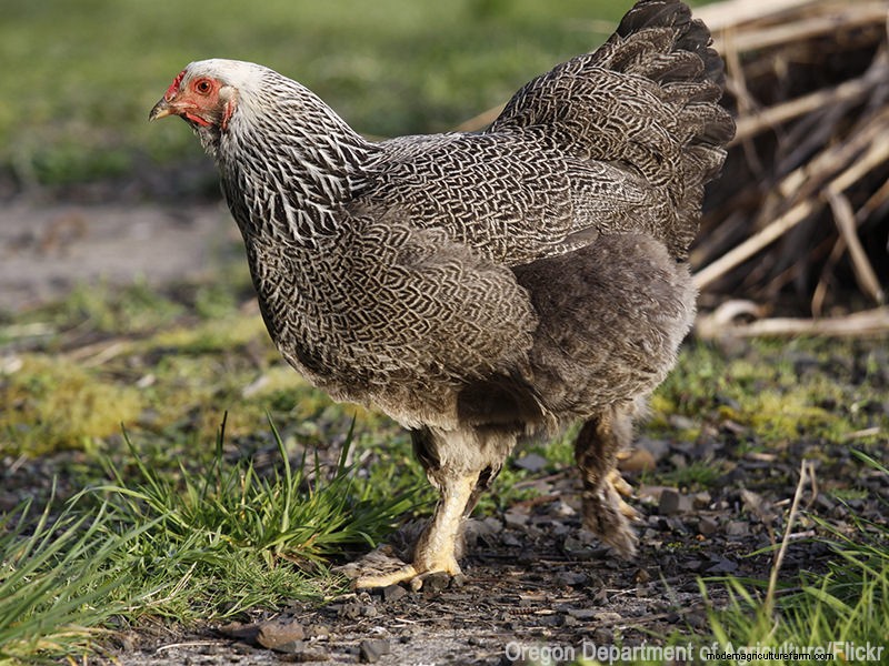 Top Broody Chicken Breeds for Natural Egg Hatching