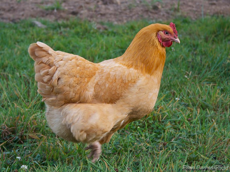 Top Broody Chicken Breeds for Natural Egg Hatching