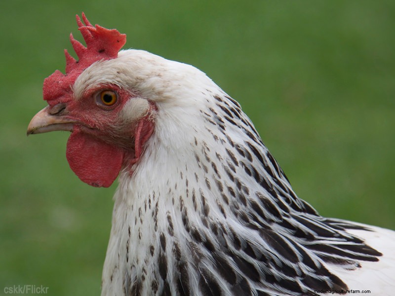 Top Broody Chicken Breeds for Natural Egg Hatching