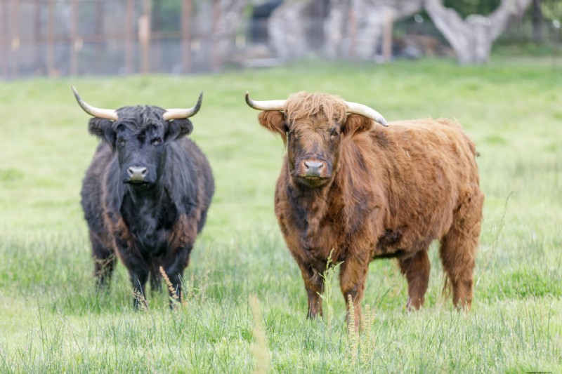 Miniature Cattle Breeds for Small Farms: A Comprehensive Guide