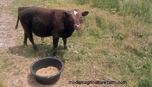 Miniature Cattle Breeds for Small Farms: A Comprehensive Guide