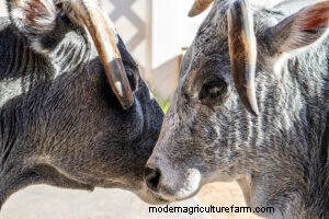 Miniature Cattle Breeds for Small Farms: A Comprehensive Guide
