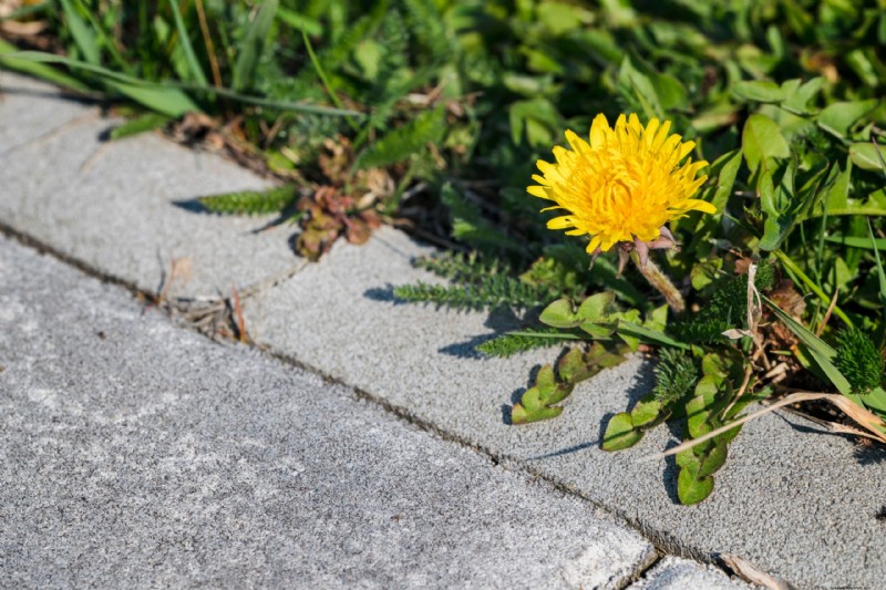 Barrier® Weed Control: Protect Your Property from Invasive Weeds