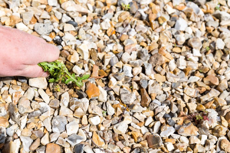 Barrier® Weed Control: Protect Your Property from Invasive Weeds