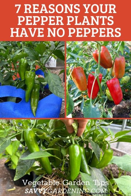 Troubleshooting Pepper Plant Problems: 7 Reasons for Low Yields & Solutions