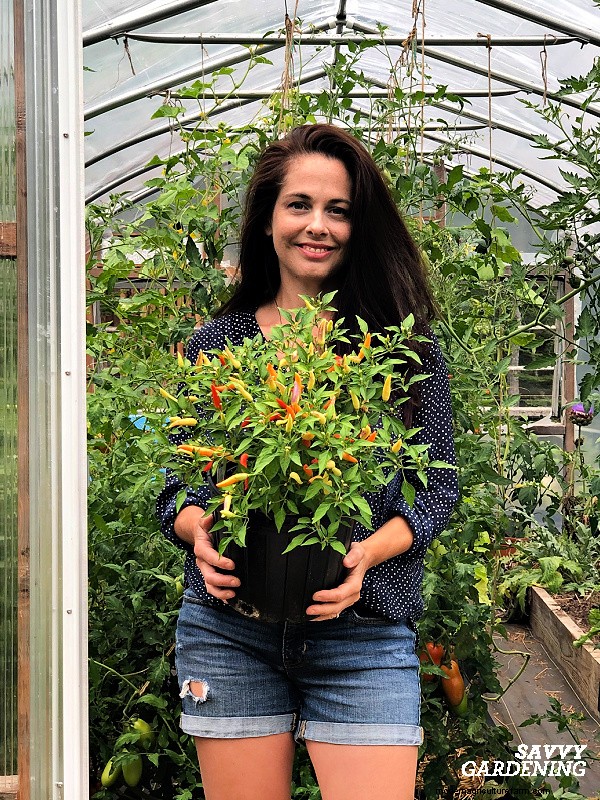 Troubleshooting Pepper Plant Problems: 7 Reasons for Low Yields & Solutions