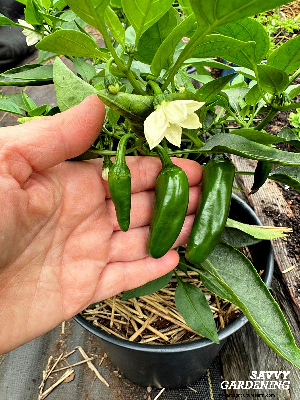 Troubleshooting Pepper Plant Problems: 7 Reasons for Low Yields & Solutions
