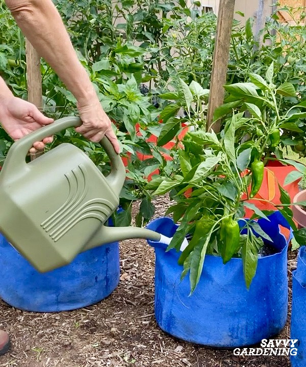 Troubleshooting Pepper Plant Problems: 7 Reasons for Low Yields & Solutions