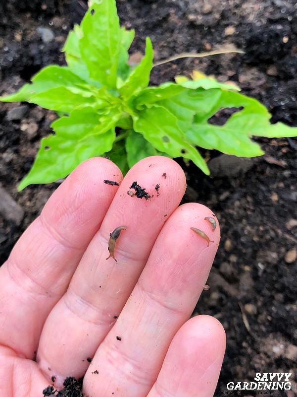 Troubleshooting Pepper Plant Problems: 7 Reasons for Low Yields & Solutions