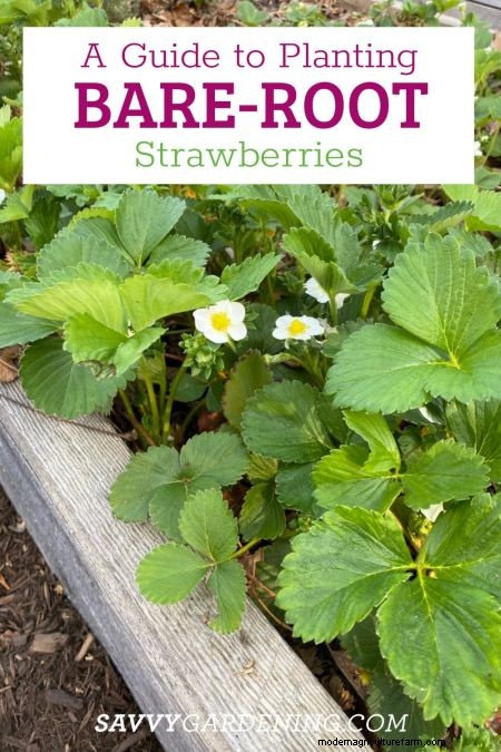 Bare-Root Strawberry Planting: A Complete Guide for Delicious Berries