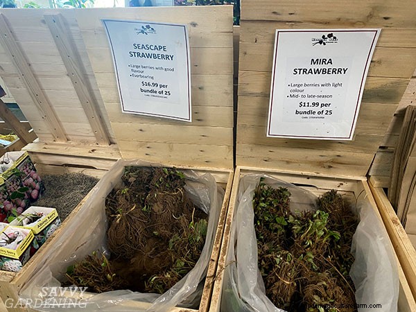 Bare-Root Strawberry Planting: A Complete Guide for Delicious Berries