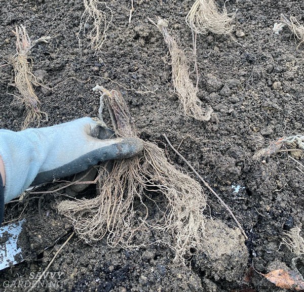 Bare-Root Strawberry Planting: A Complete Guide for Delicious Berries