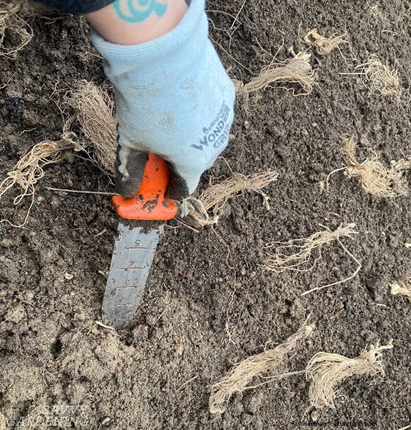 Bare-Root Strawberry Planting: A Complete Guide for Delicious Berries