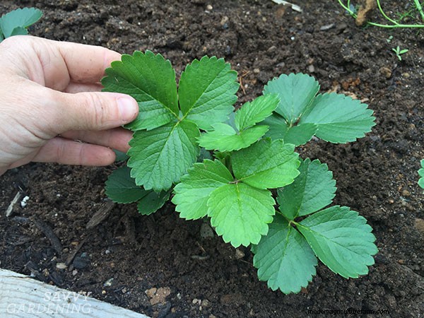 Bare-Root Strawberry Planting: A Complete Guide for Delicious Berries
