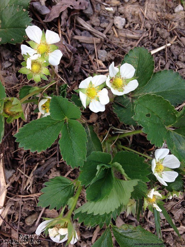 Bare-Root Strawberry Planting: A Complete Guide for Delicious Berries