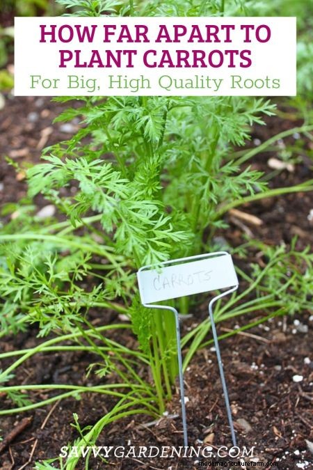 Carrot Spacing Guide: Maximize Root Size & Flavor