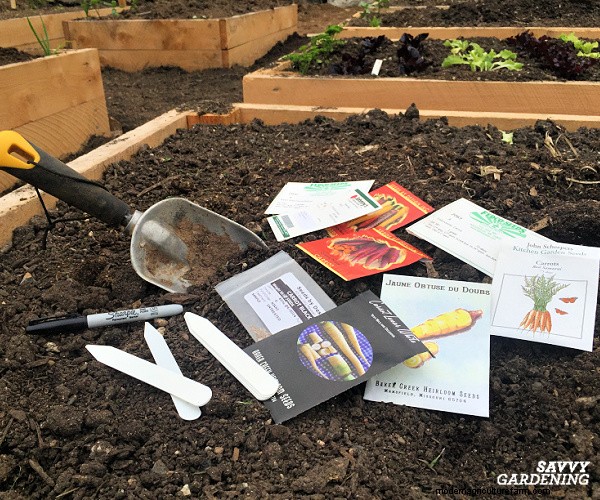 Carrot Spacing Guide: Maximize Root Size & Flavor